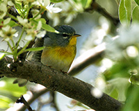 parula perched in a pear tree